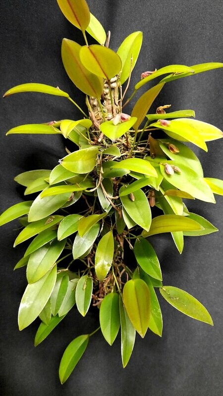 Acianthera serpentula