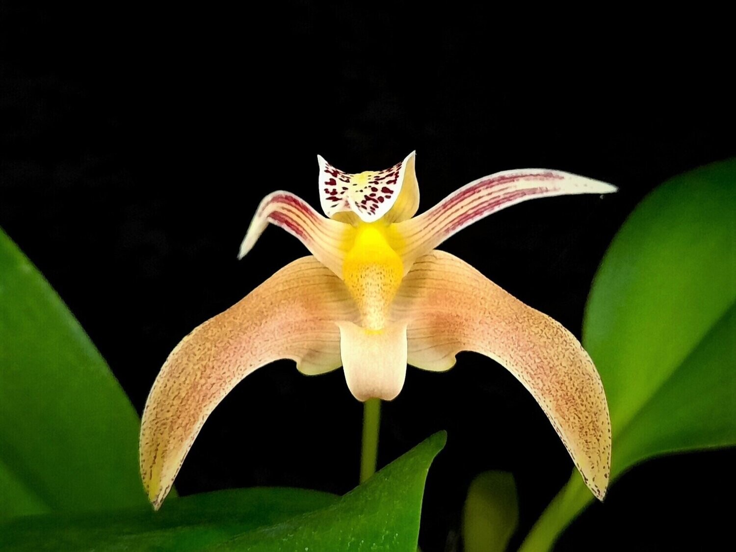 Bulbophyllum polystictum