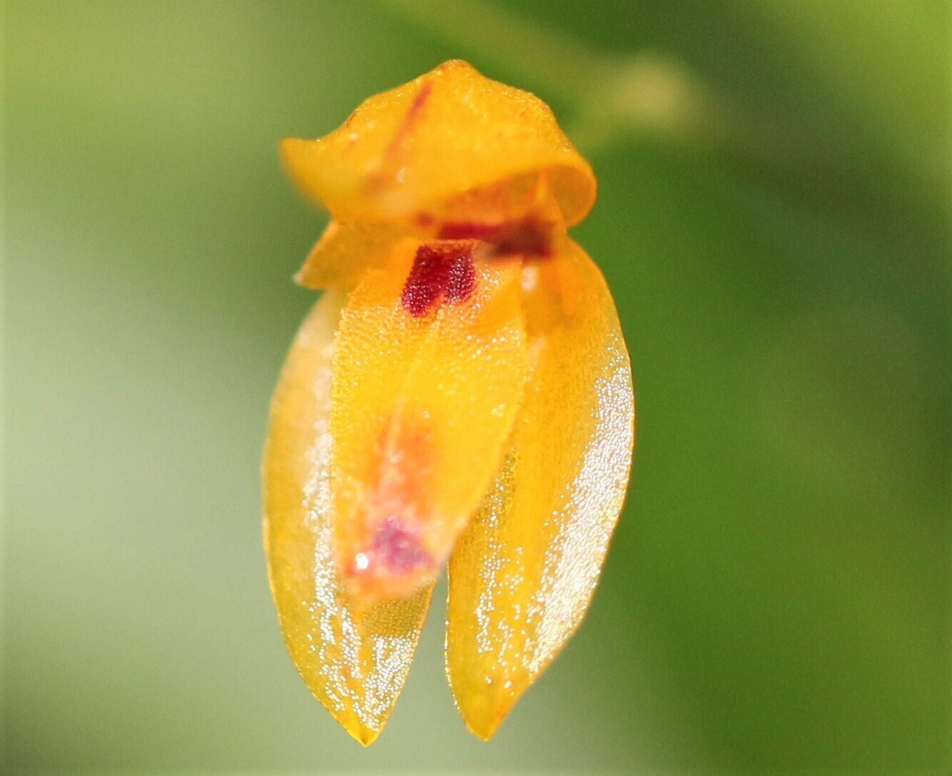 Pleurothallis rubella