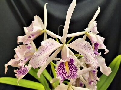 Cattleya maxima semi alba