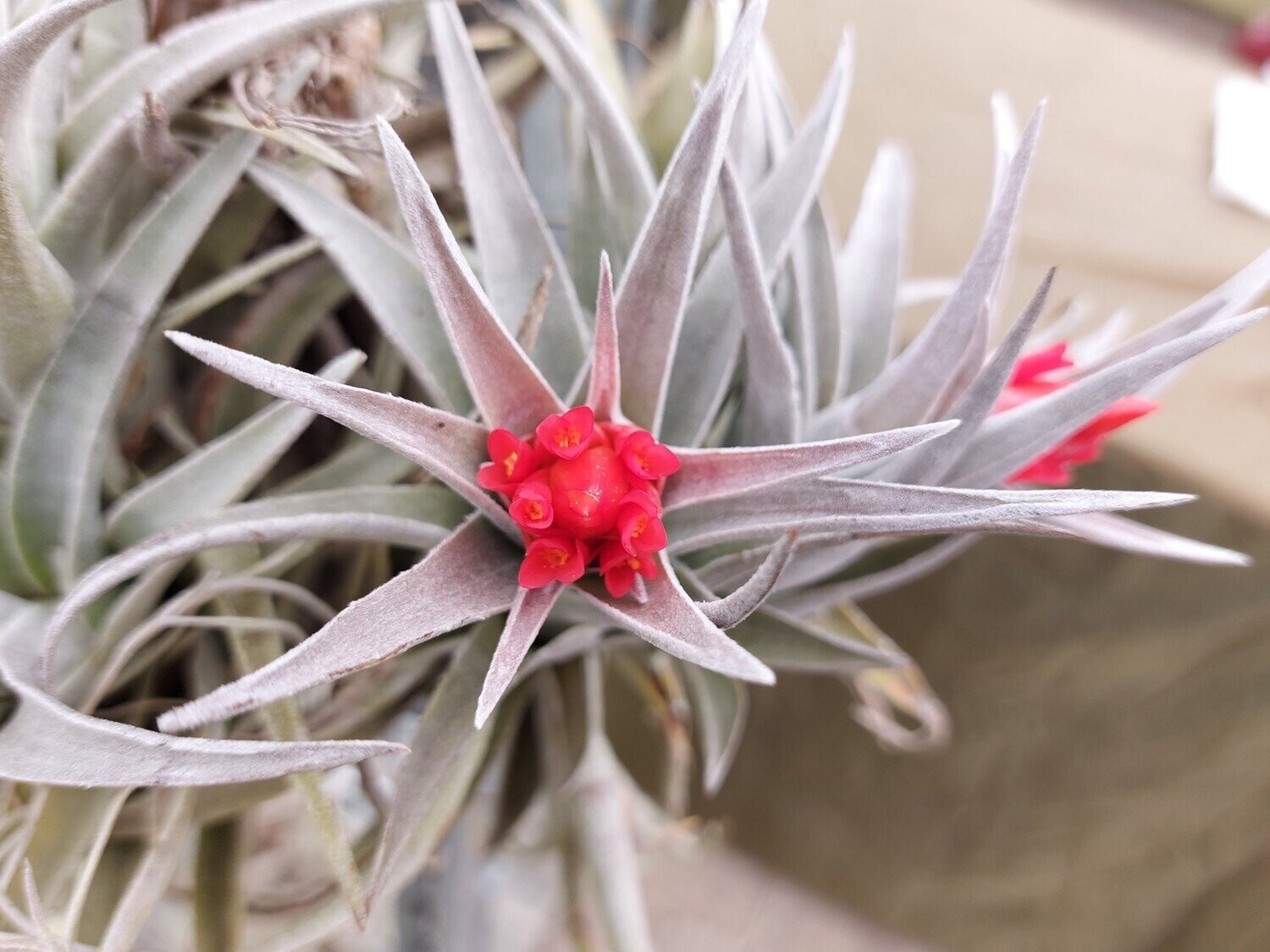 Tillandsia edithae (M) Tillandsia edithae (M)