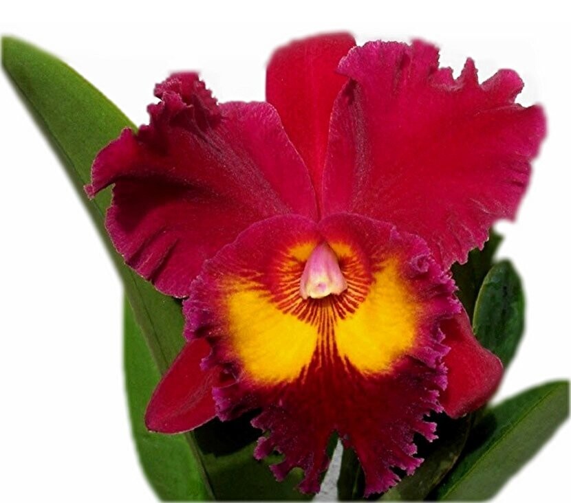 Rlc. Sanyung Ruby 'Guan Long'