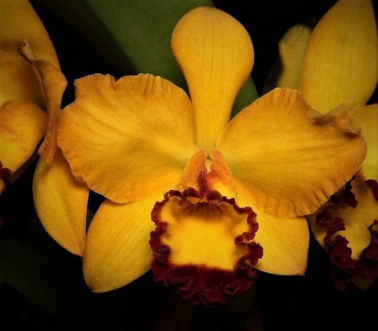 Rlc. Kat E-Sun