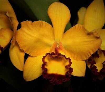 Rlc. Kat E-Sun