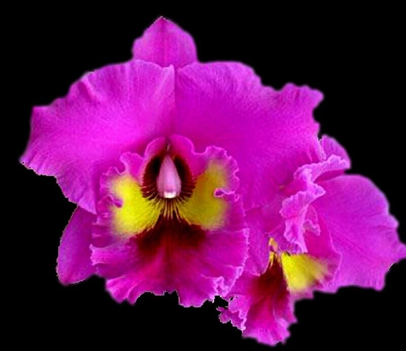 Rlc. King of Taiwan