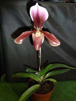 Paphiopedilum 'King Artur'