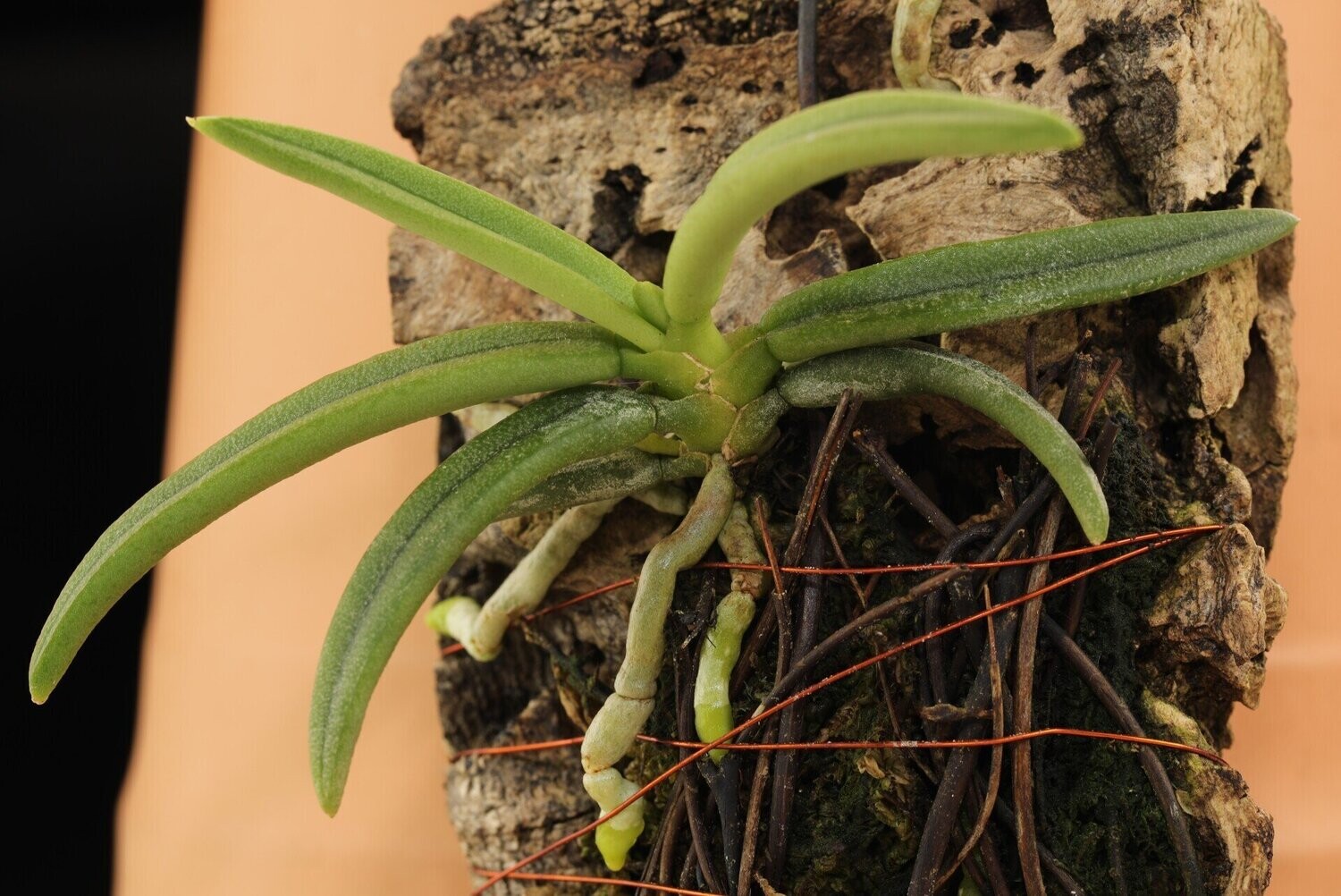 Pteroceras semiteretifolium
