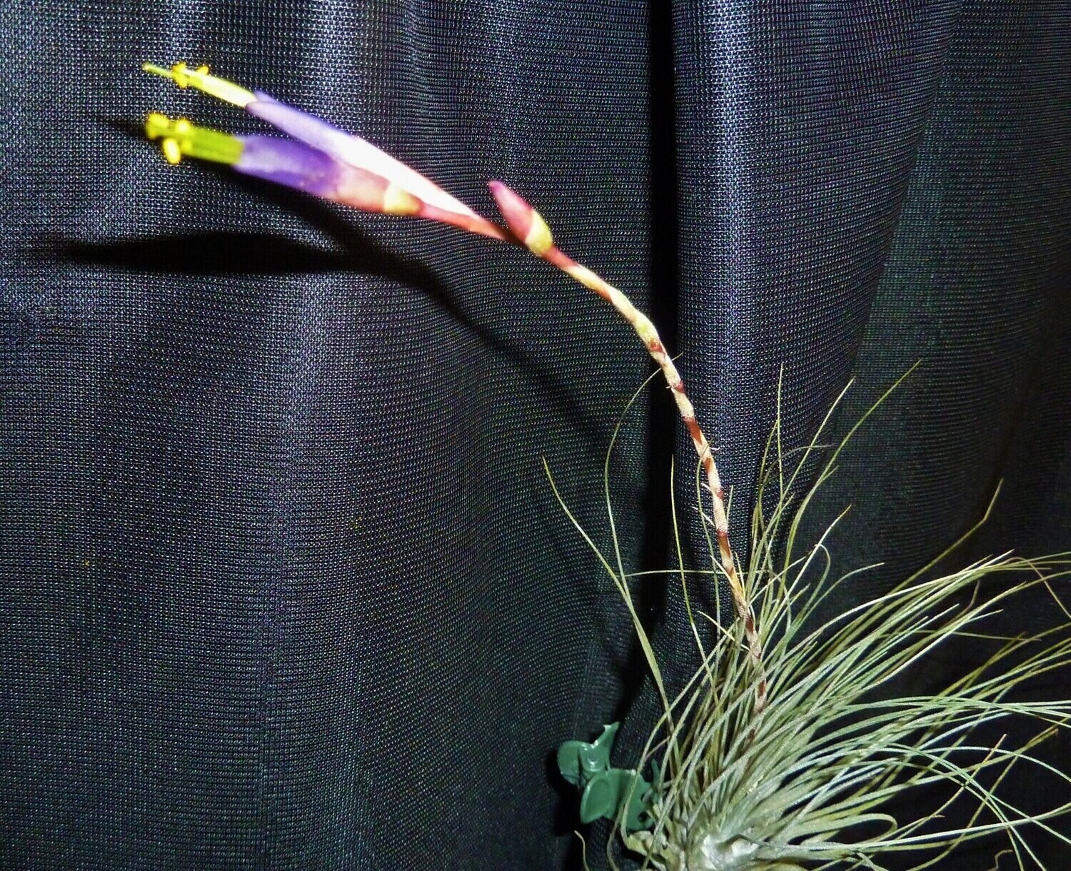 Tillandsia fuchsii gracilis