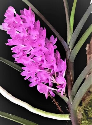 Ascocentrum christensonianum