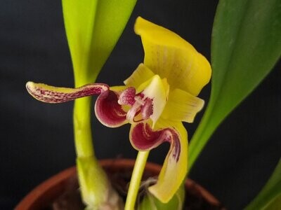 Bulbophyllum dearei Bulbophyllum dearei