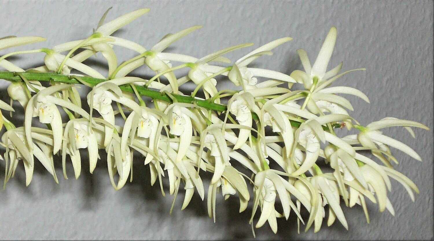 Dendrobium jonesii