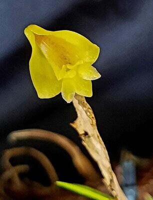 Dendrobium keithii