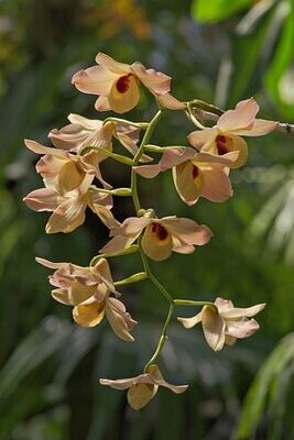 Dendrobium moschatum