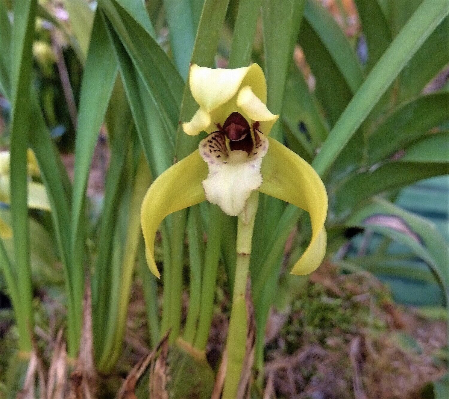Maxillaria chrysantha