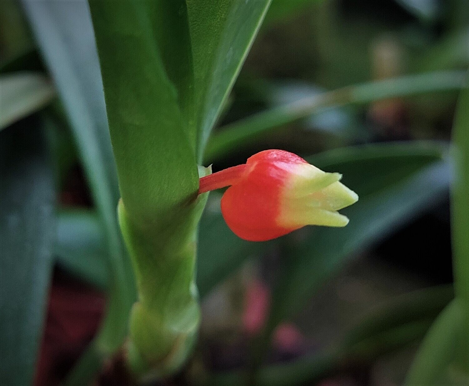 Mediocalcar paradoxum