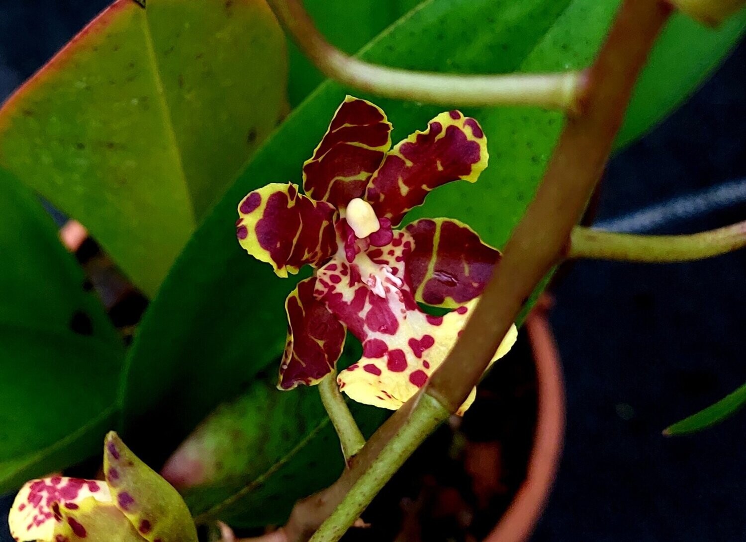 Trichocentrum  Kuquat
