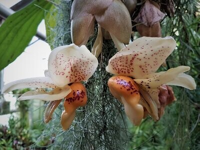 Stanhopea ecornuta