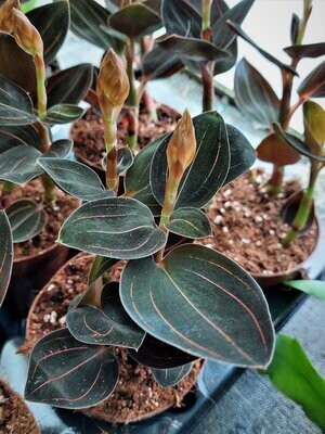 Ludisia discolor