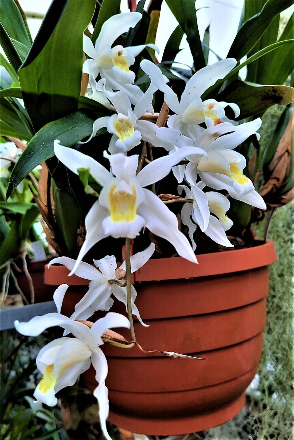 Coelogyne intermedia