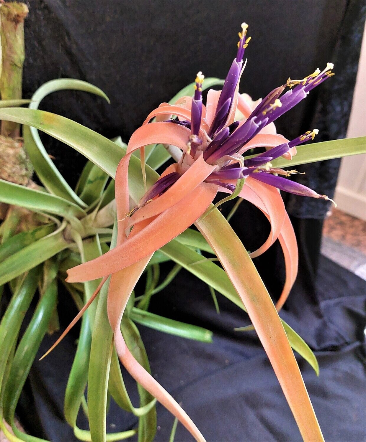 Tillandsia capitata (L)