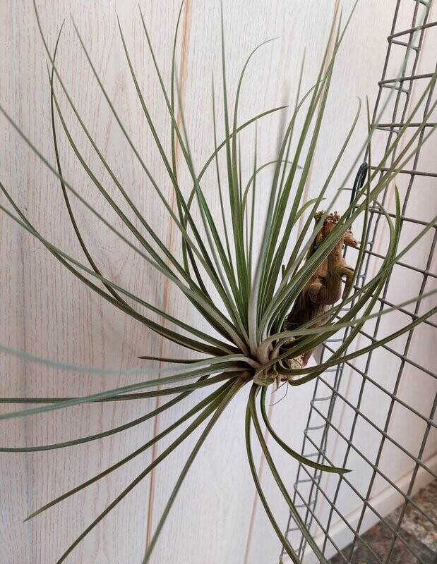 Tillandsia juncea