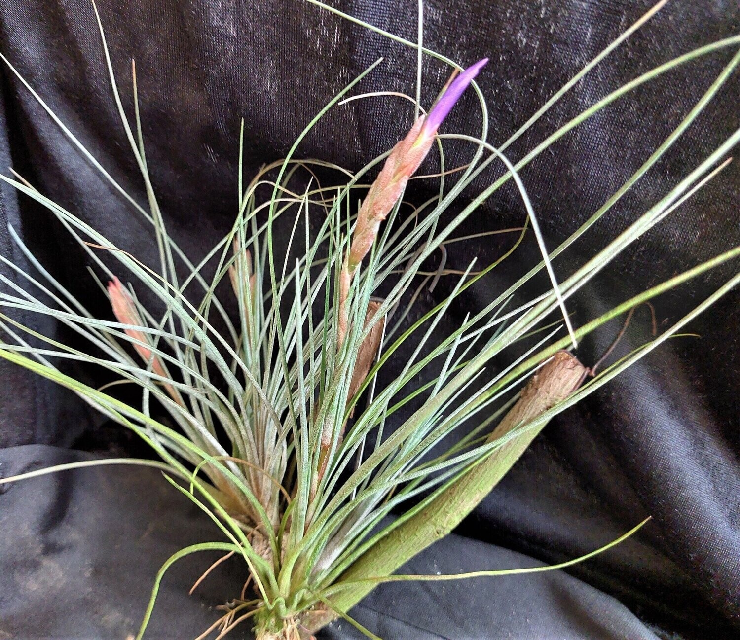 Tillandsia juncifolia