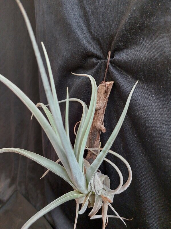 Tillandsia lorentziana