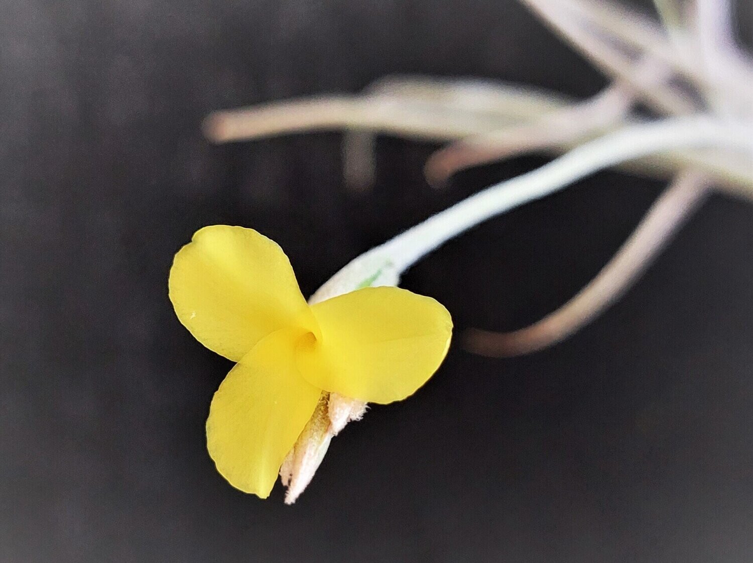 Tillandsia mallemontii (gelb)  (L)