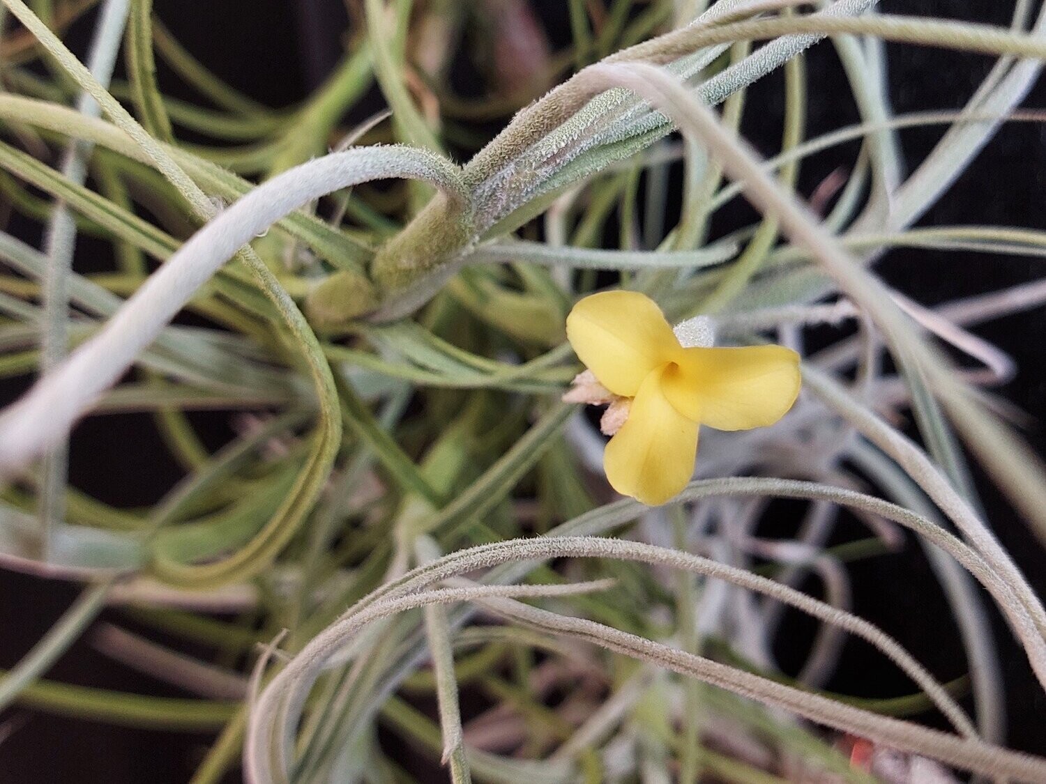 Tillandsia mallemontii (gelb)