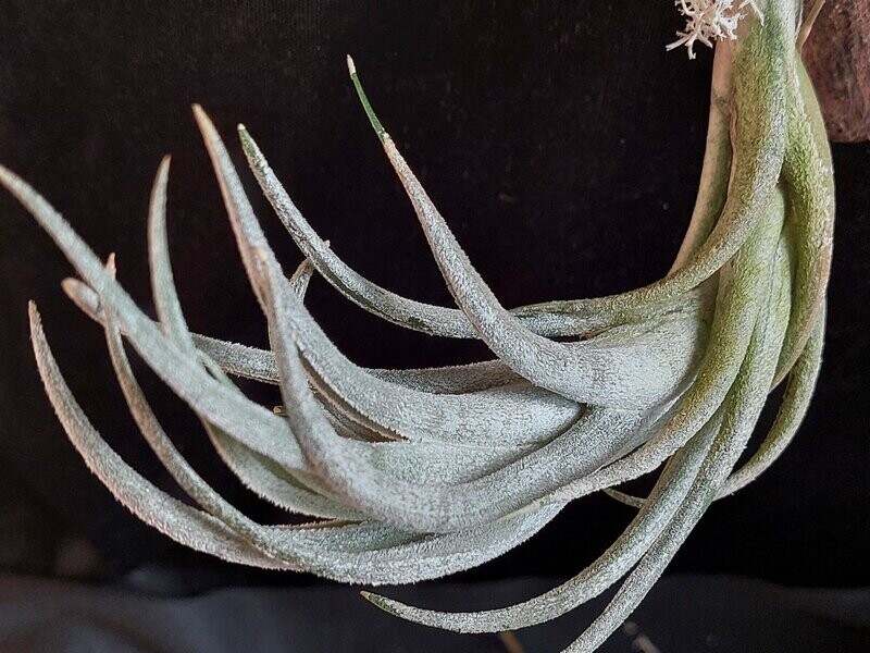 Tillandsia mitlaensis