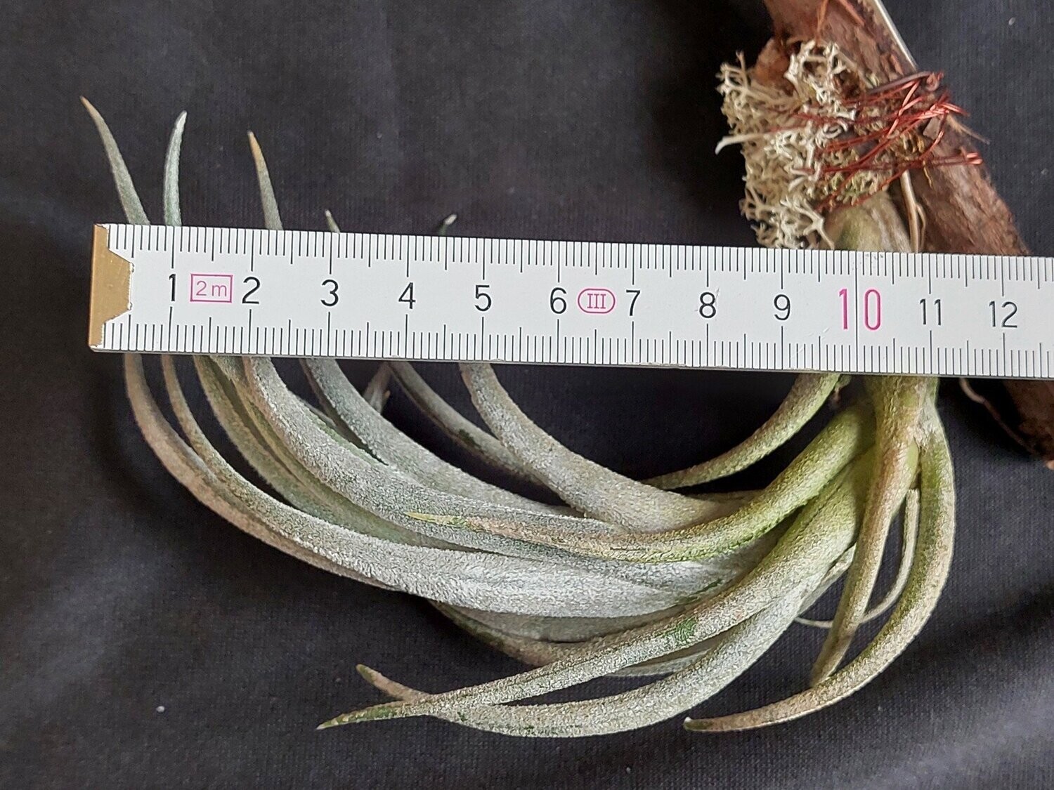 Tillandsia mitlaensis (M)