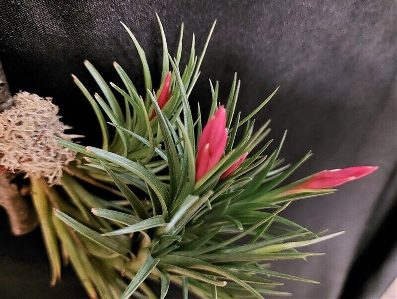 Tillandsia pulchella