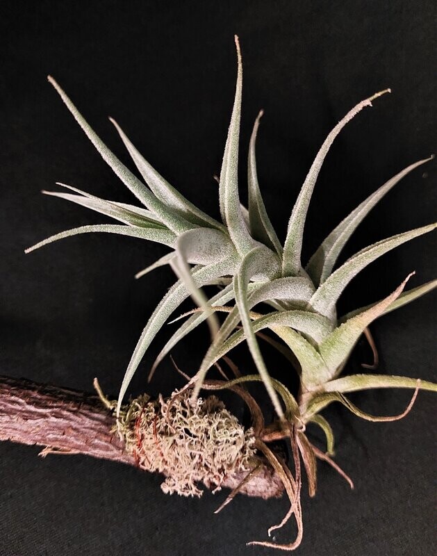 Tillandsia purpurea