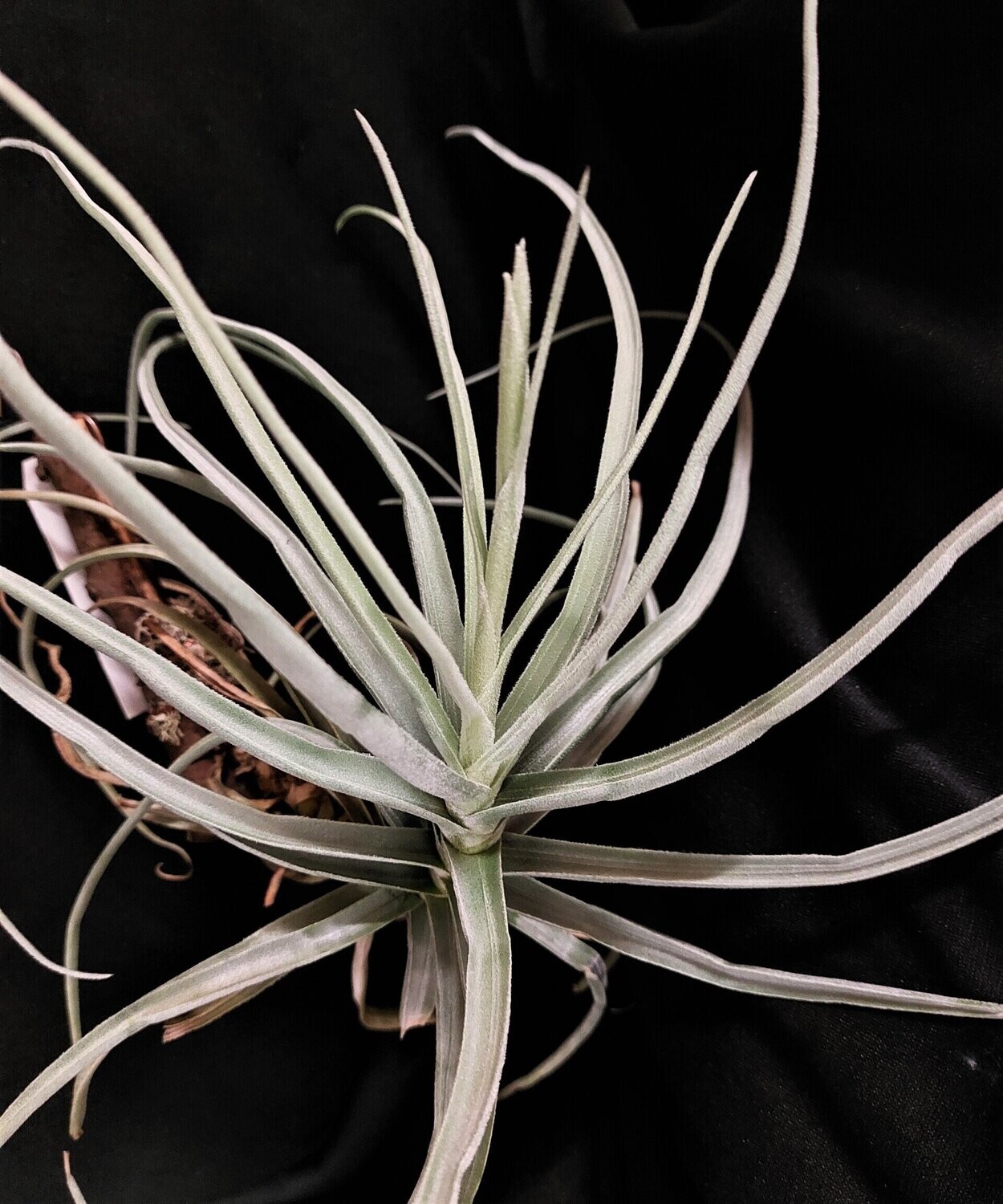 Tillandsia reichenbachii (L)
