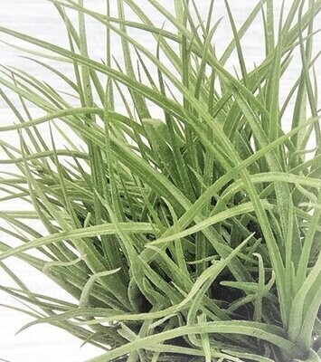 Tillandsia x rectifolia Tillandsia x rectifolia