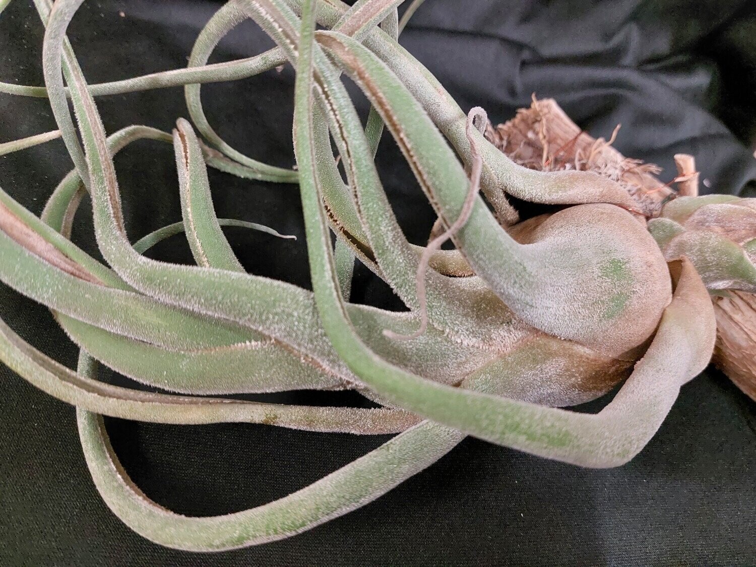 Tillandsia seleriana