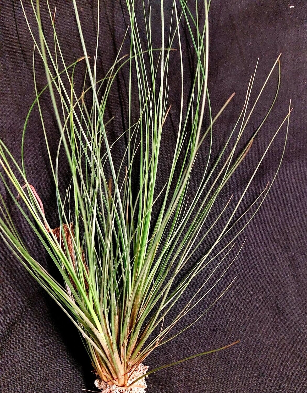 Tillandsia setiformis