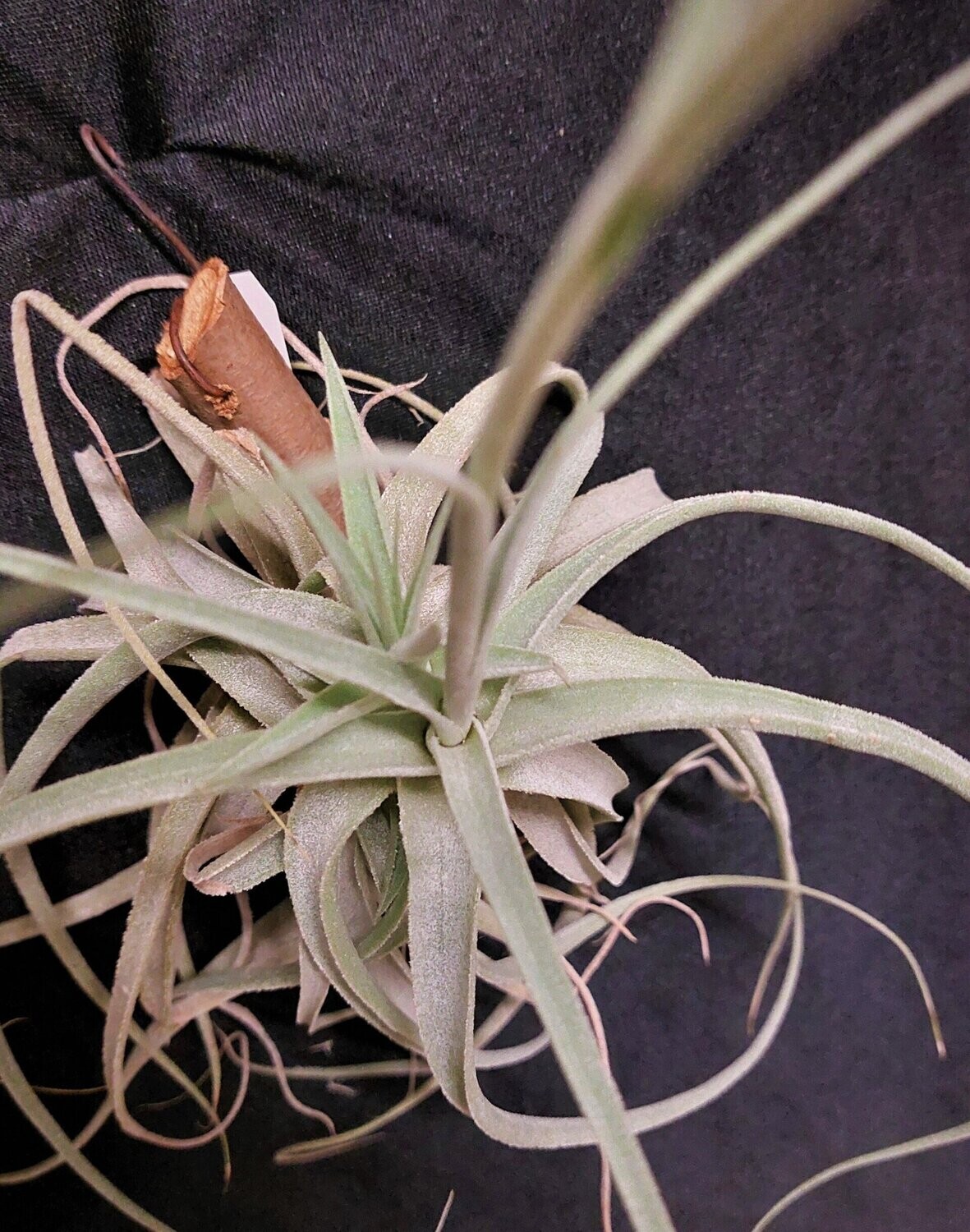 Tillandsia cearulea x T.  straminea
