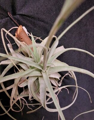 Tillandsia cearulea x T. straminea Tillandsia cearulea x T. straminea
