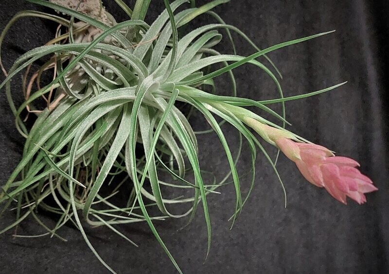 Tillandsia stricta (silver)