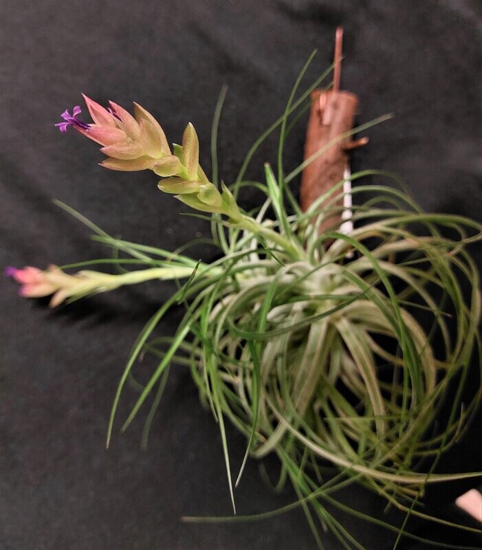 Tillandsia stricta (green)