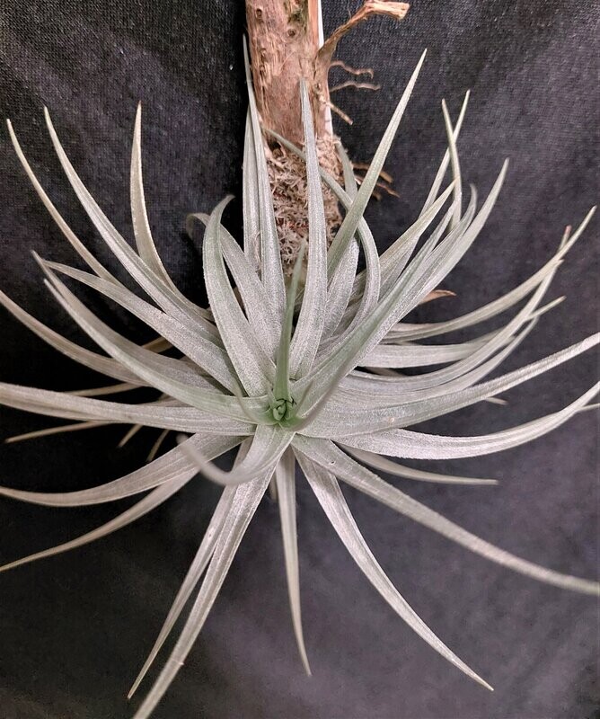 Tillandsia stricta (albiflora) Tillandsia stricta (albiflora)