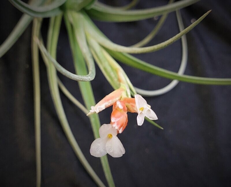 Tillandsia  toropiensis