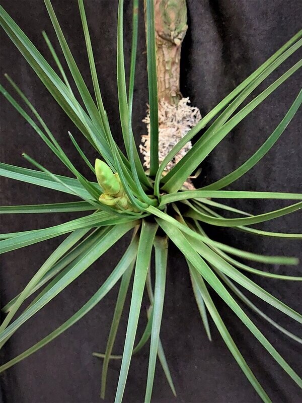 Tillandsia tricolor