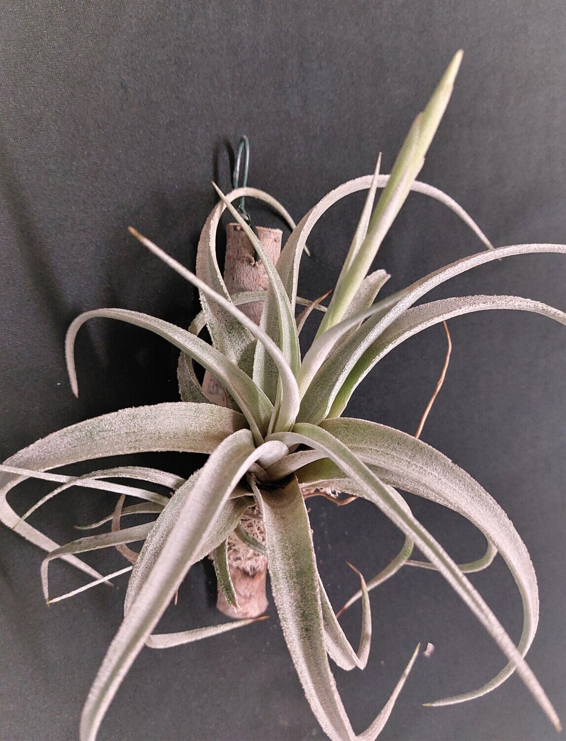 Tillandsia fresnelloides