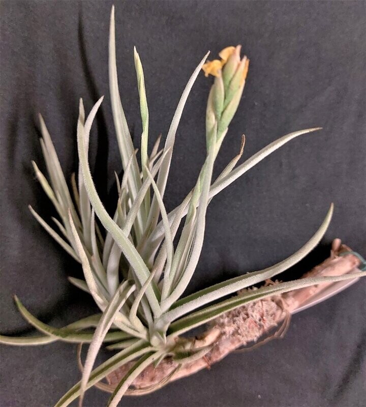 Tillandsia porongoensis