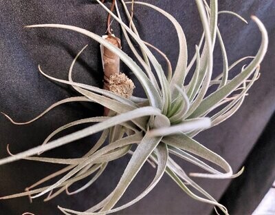 Tillandsia leonamiana