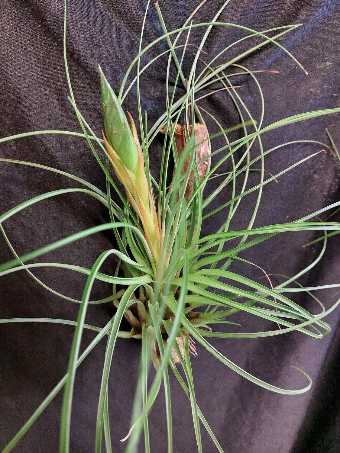 Tillandsia punctulata