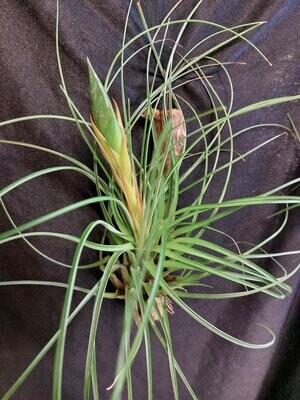 Tillandsia punctulata