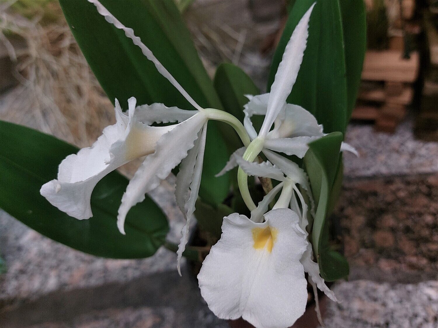 Trichopilia fragrans